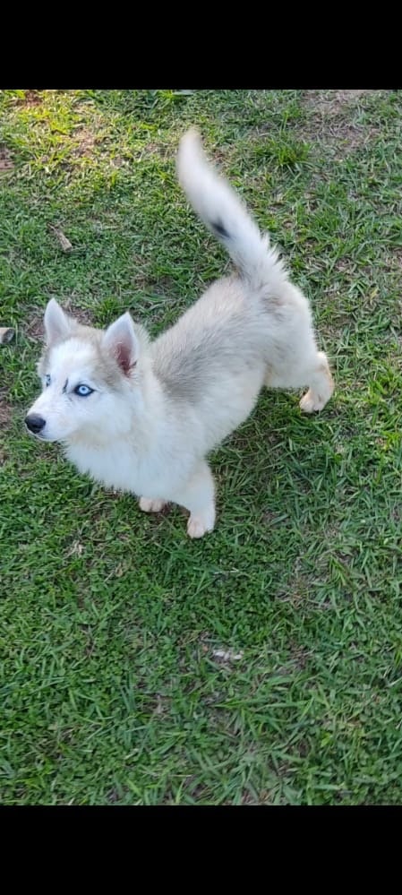 husky siberiano