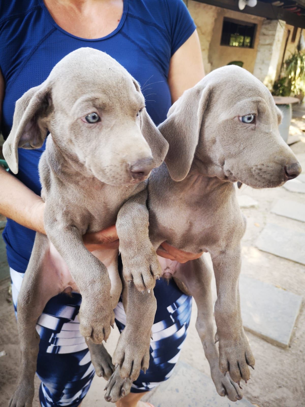 weimaraner macho y hembra