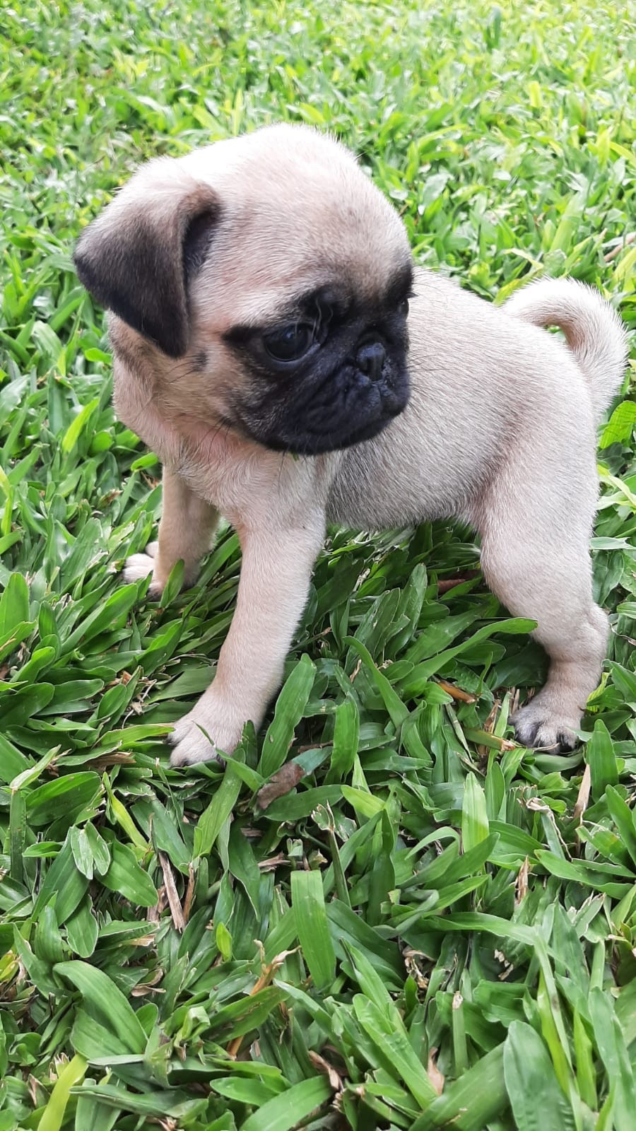 pug machos y hembras