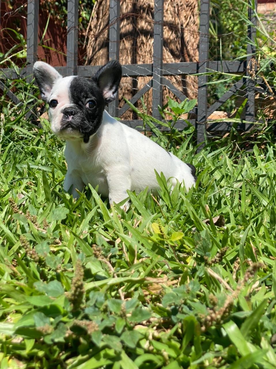bulldog francés