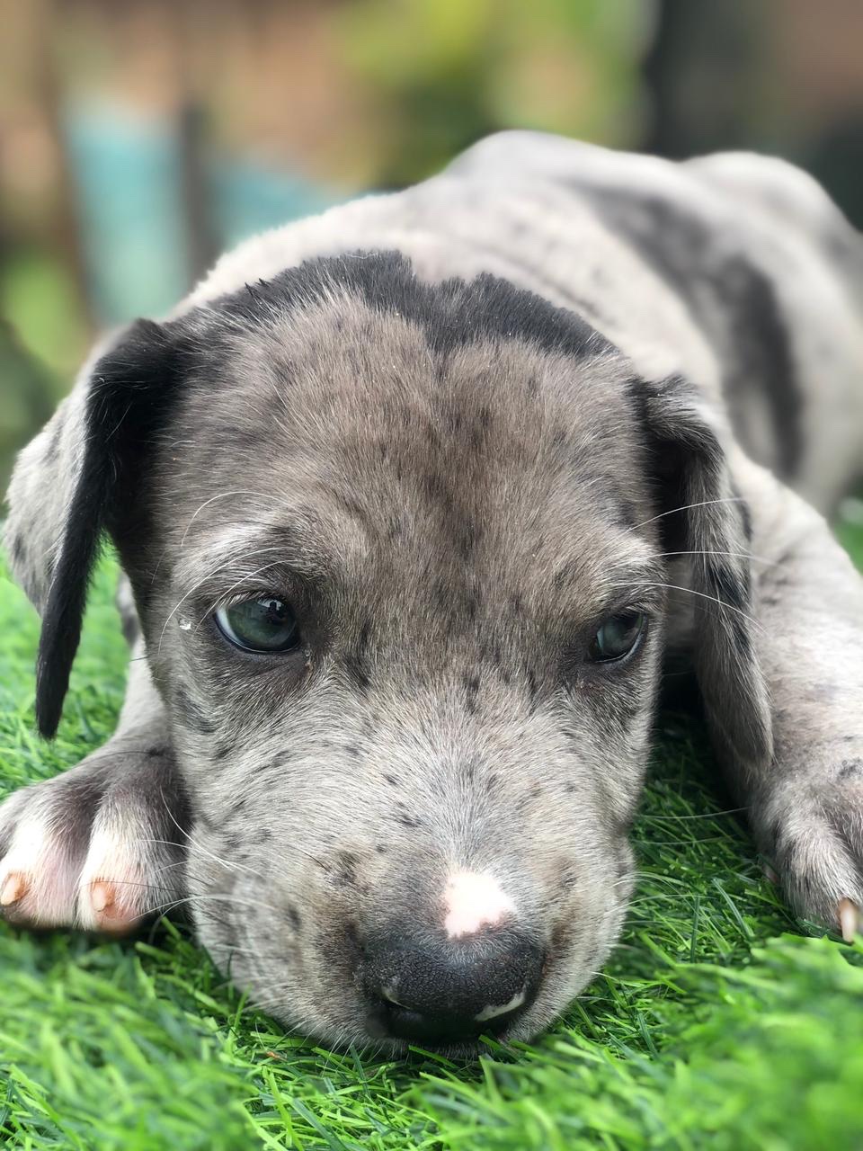gran danes hembra y macho
