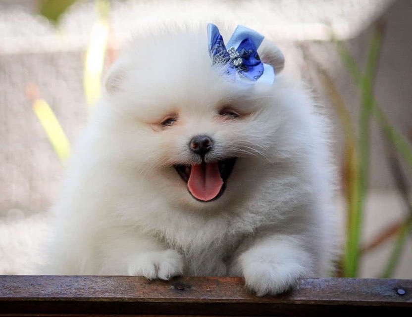 lulu de pomerania macho