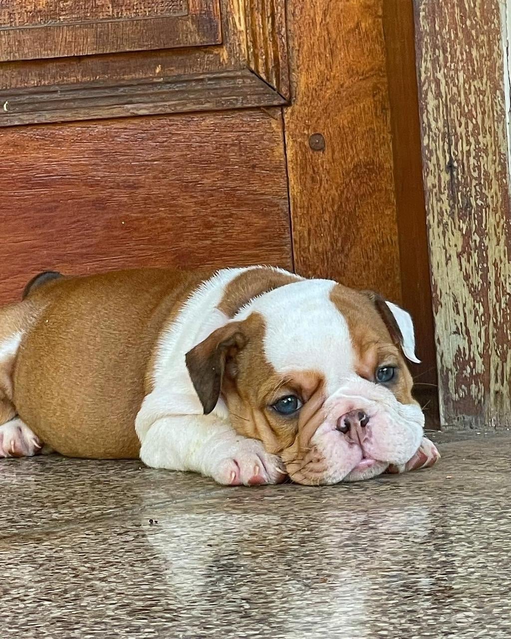 bulldog inglés