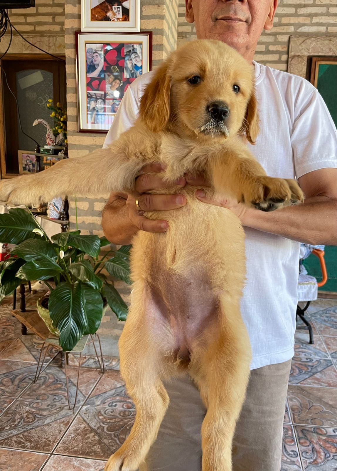 golden retriever machos y hembras
