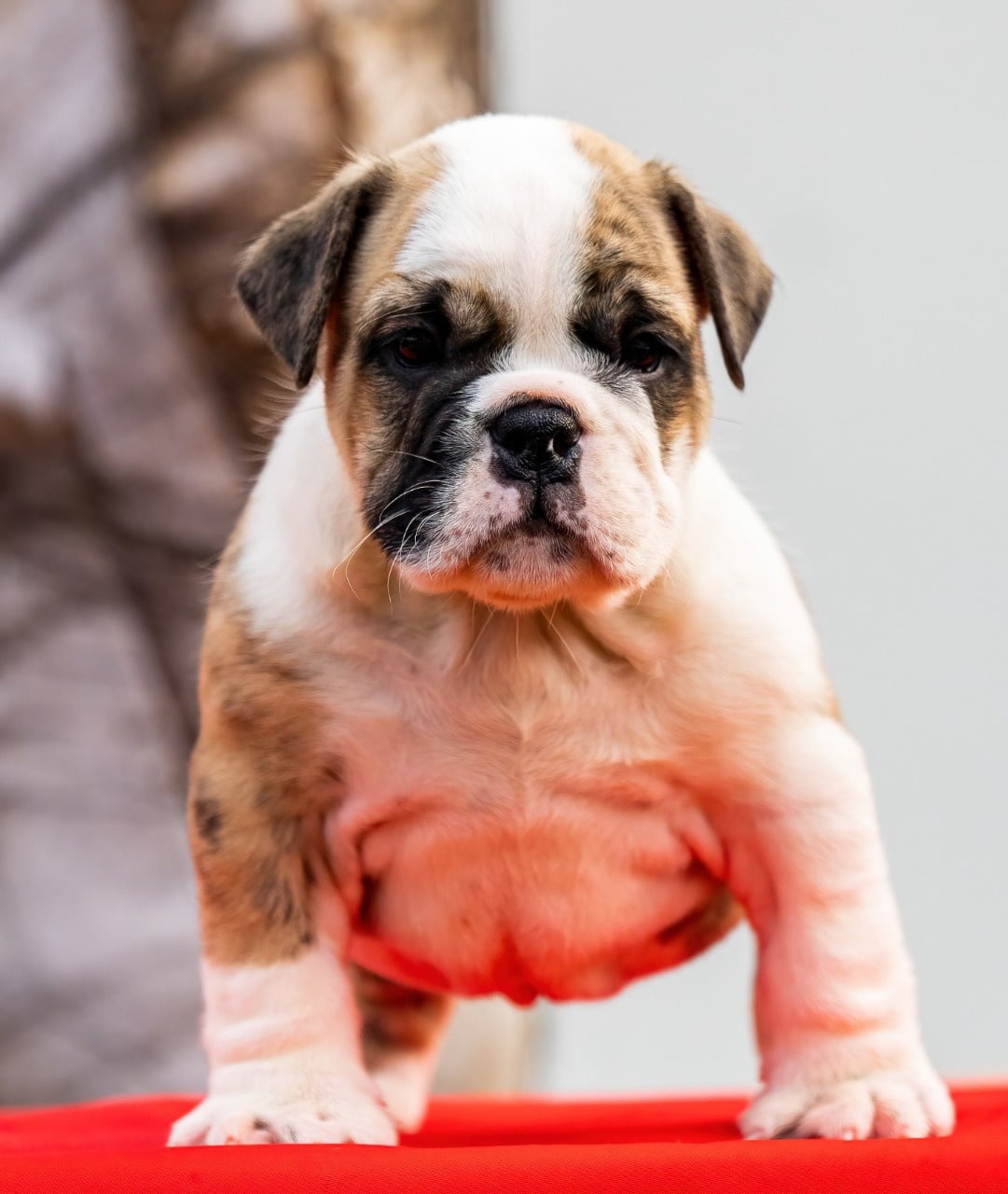 bulldog inglés
