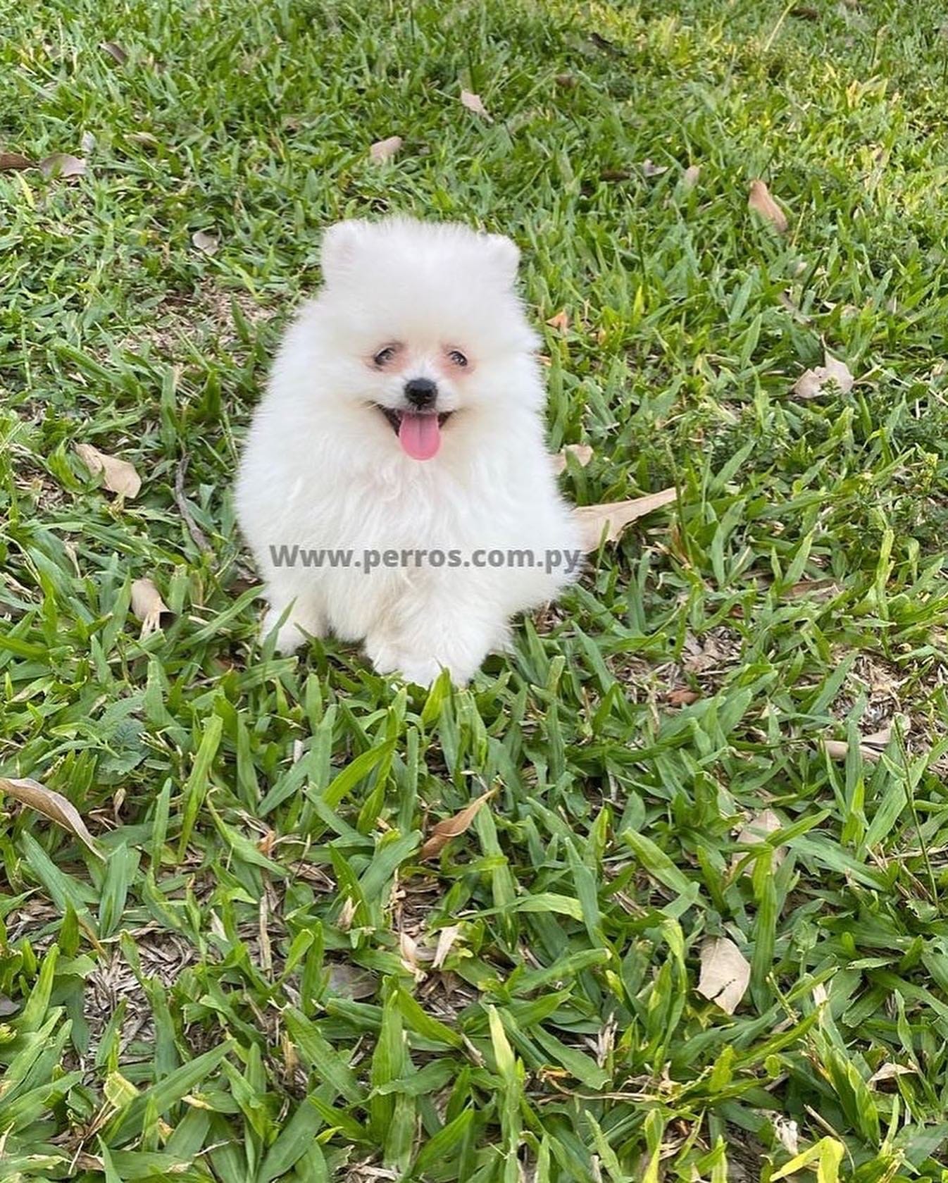 lulú de pomerania hembra blanca