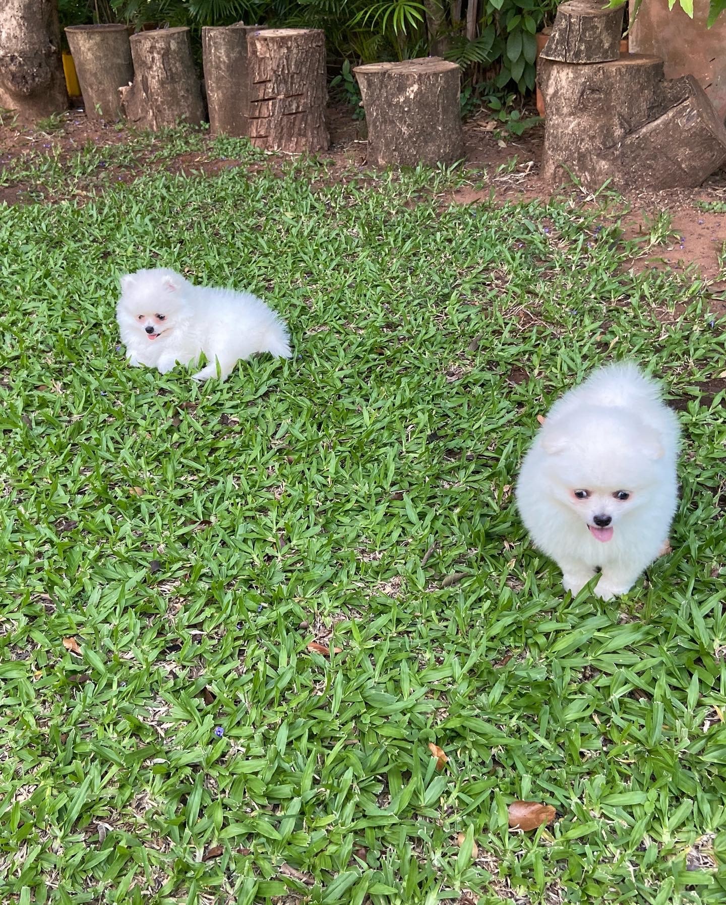 lulú de pomerania hembra blanca