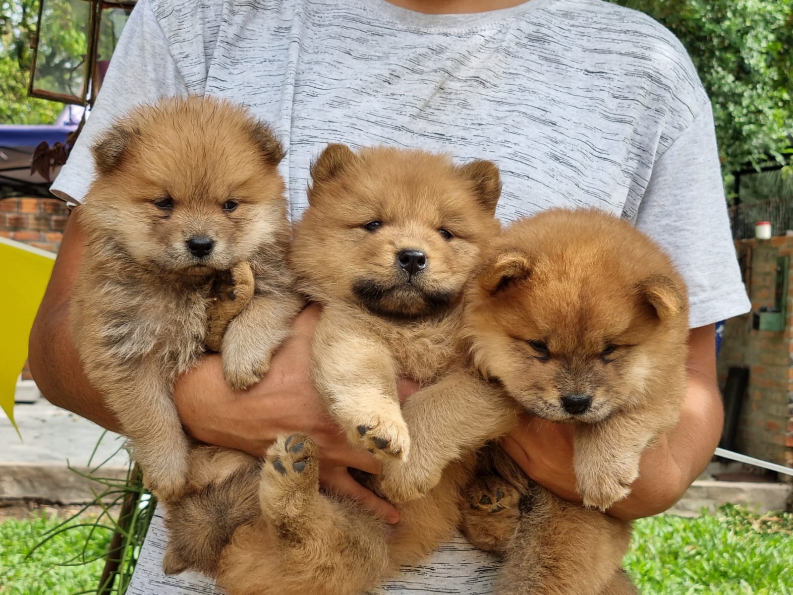 chow chow