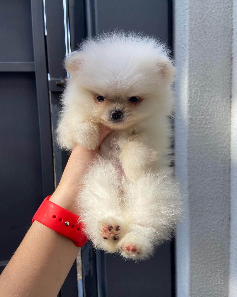 lulú de pomerania mini