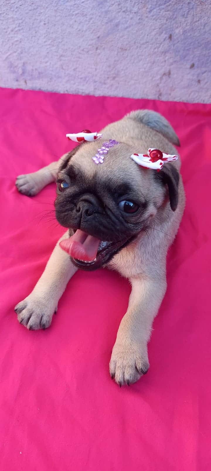 pug hembra