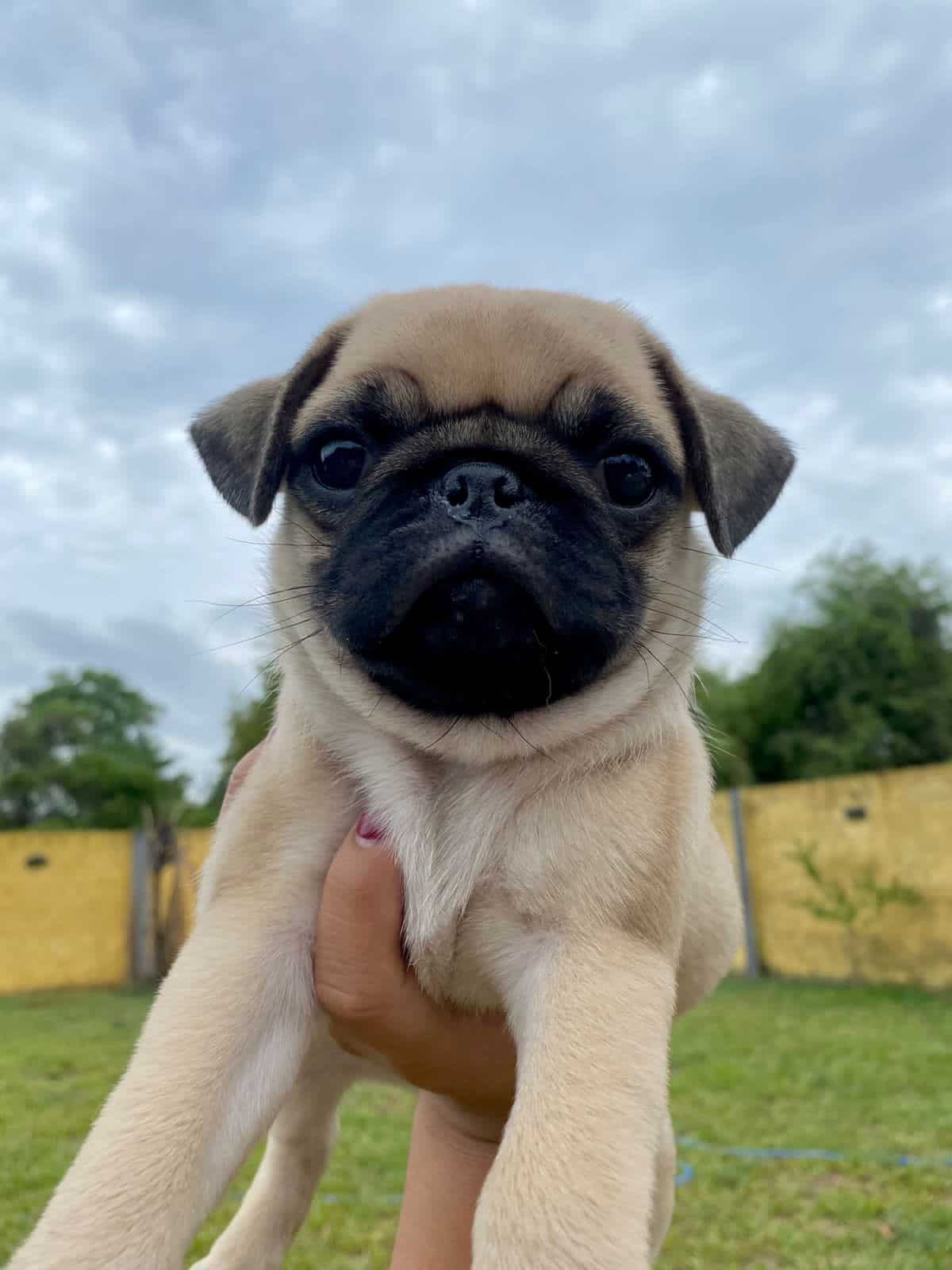 pug