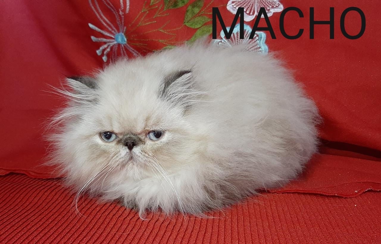 gato persa macho