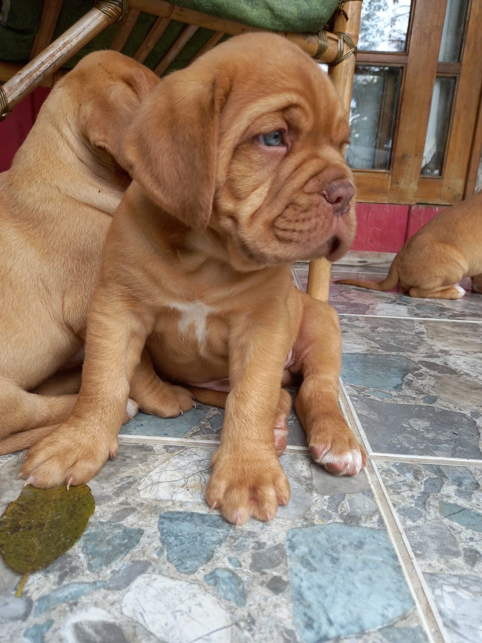 dogo de burdeos hembras y machos