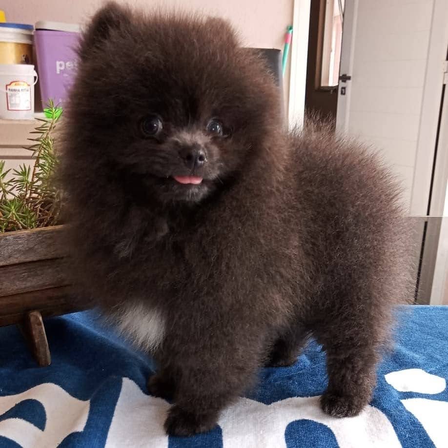 lulu de pomerania