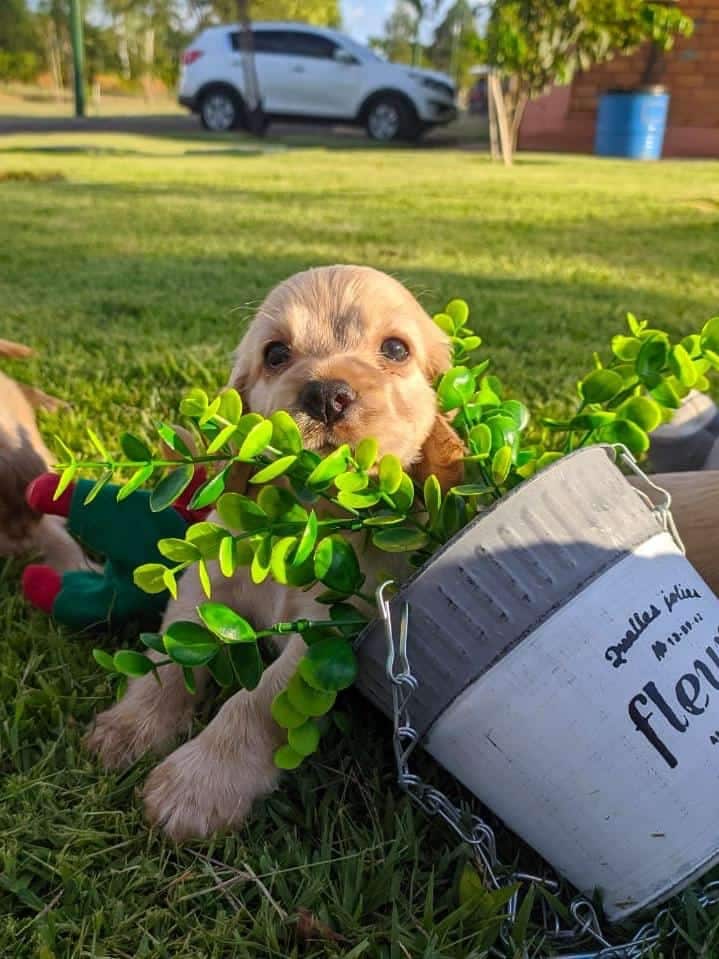 cocker
