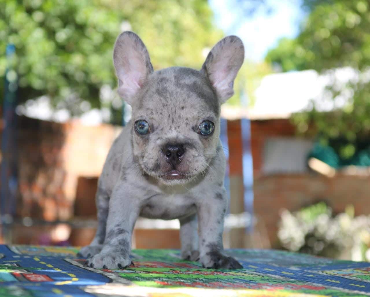 bulldog francés exotico