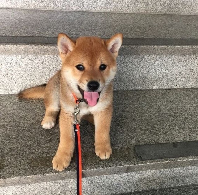 shiba inu machos y hembras
