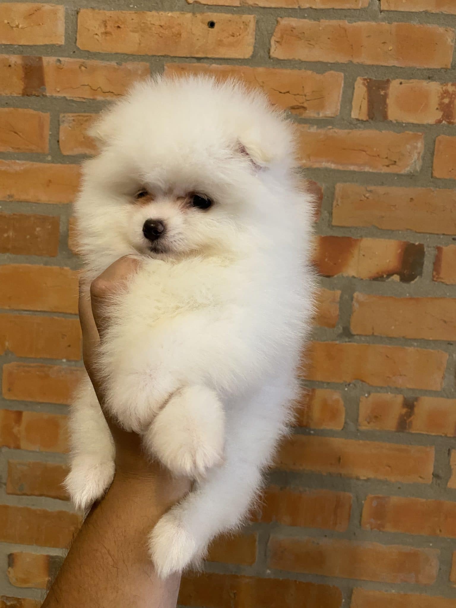 lulu de pomerania