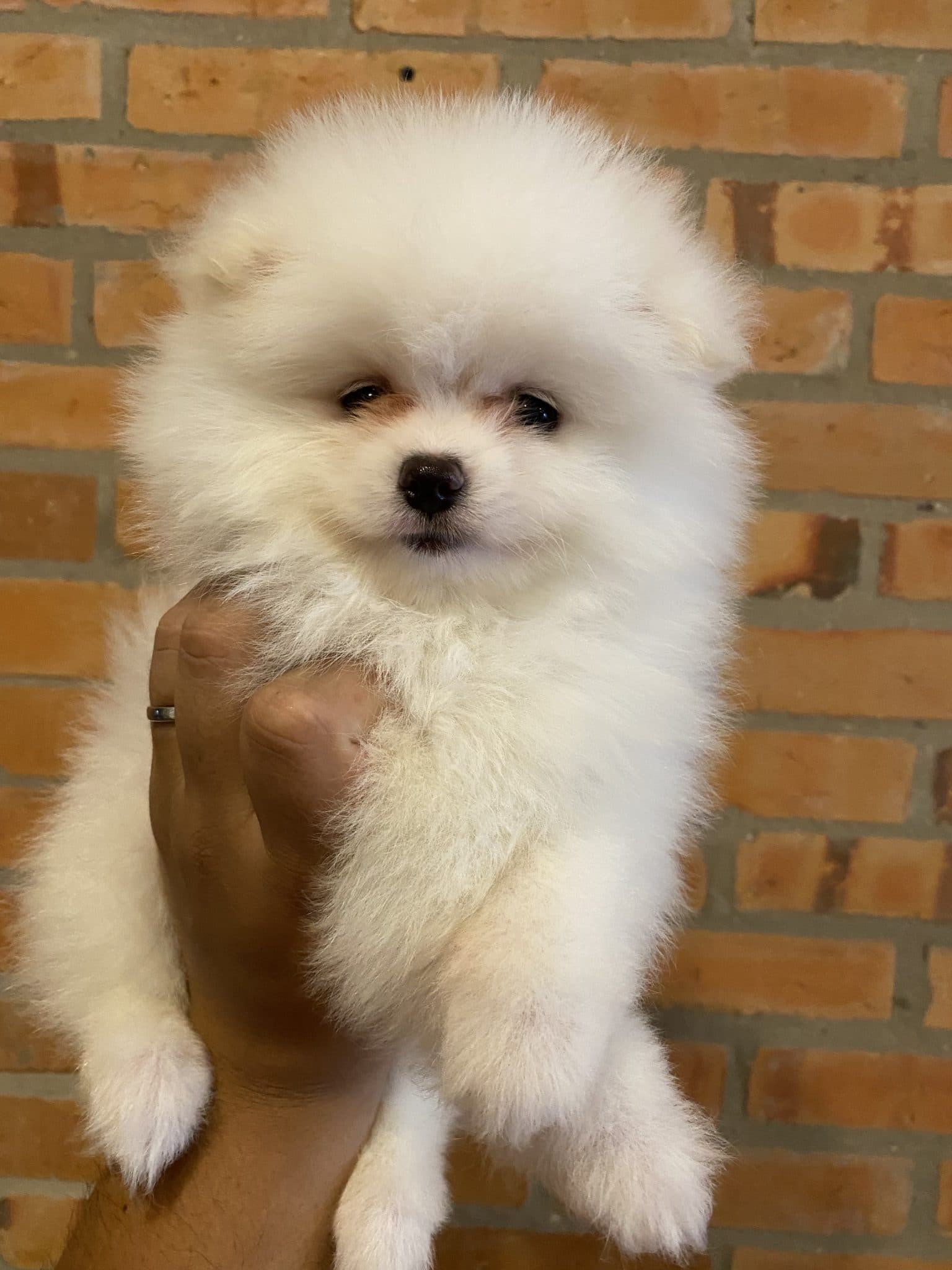 lulu de pomerania