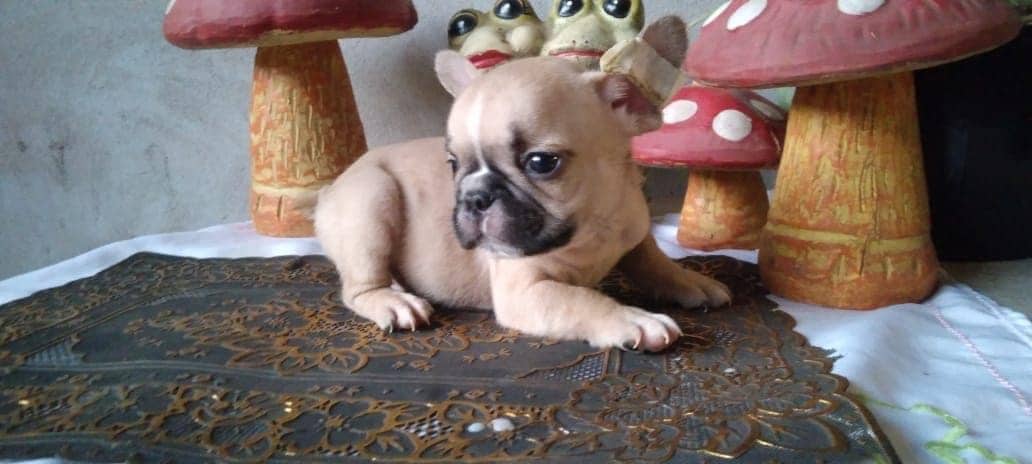 bulldog francés fawn hembra