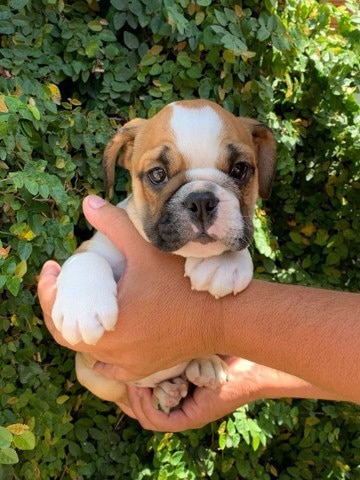 bulldog inglés macho