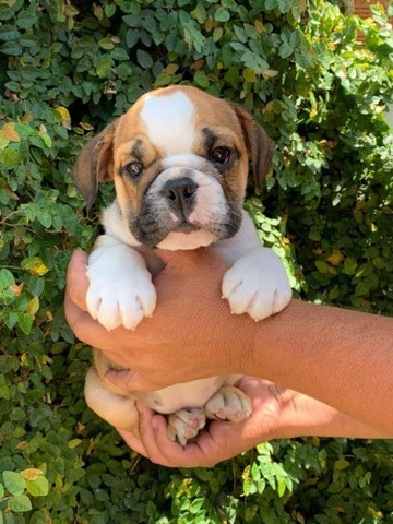 bulldog inglés macho