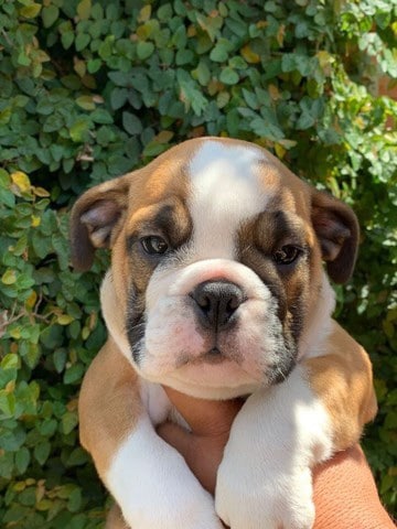 bulldog inglés macho