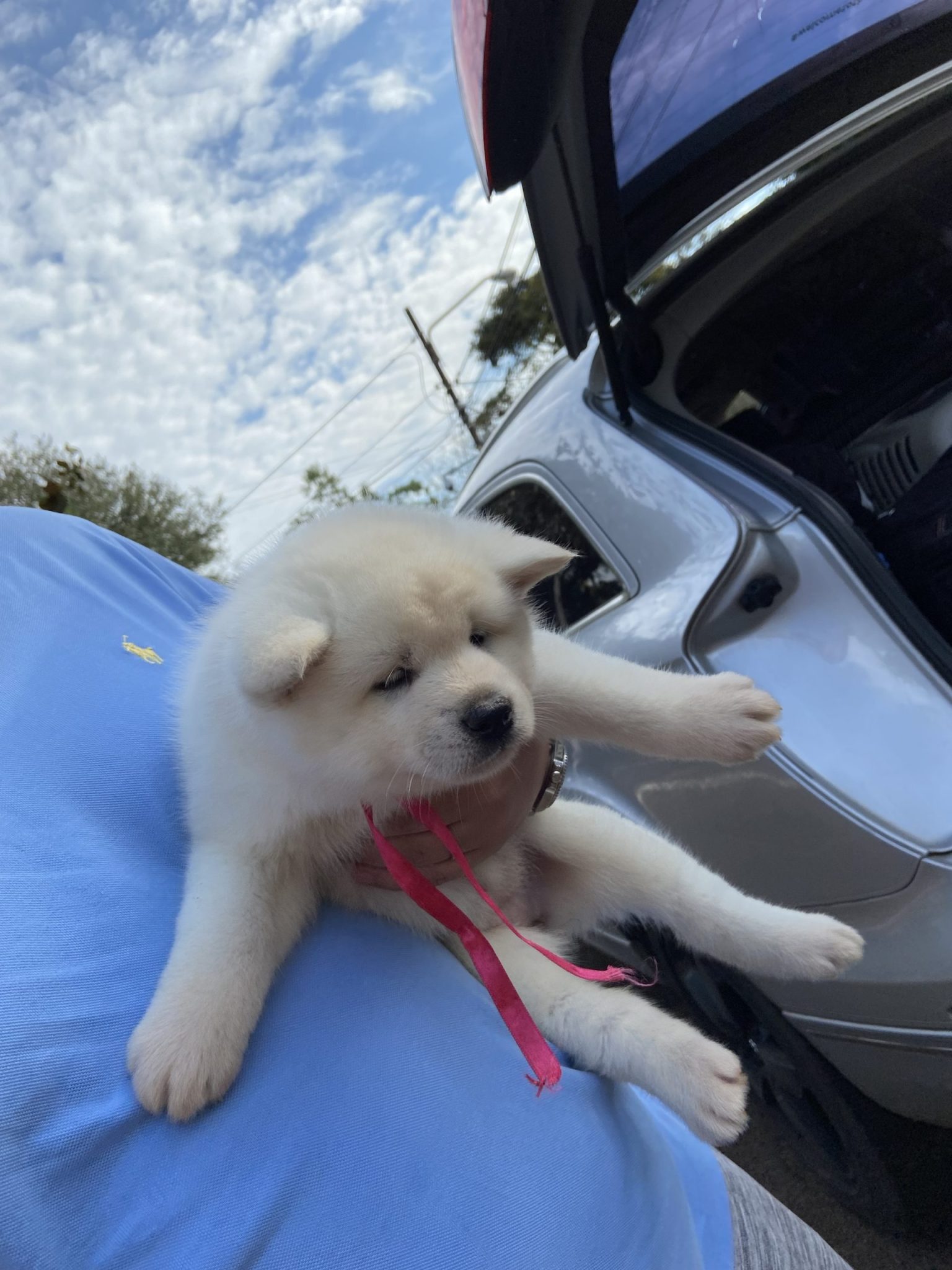 akita inu machos y hembras