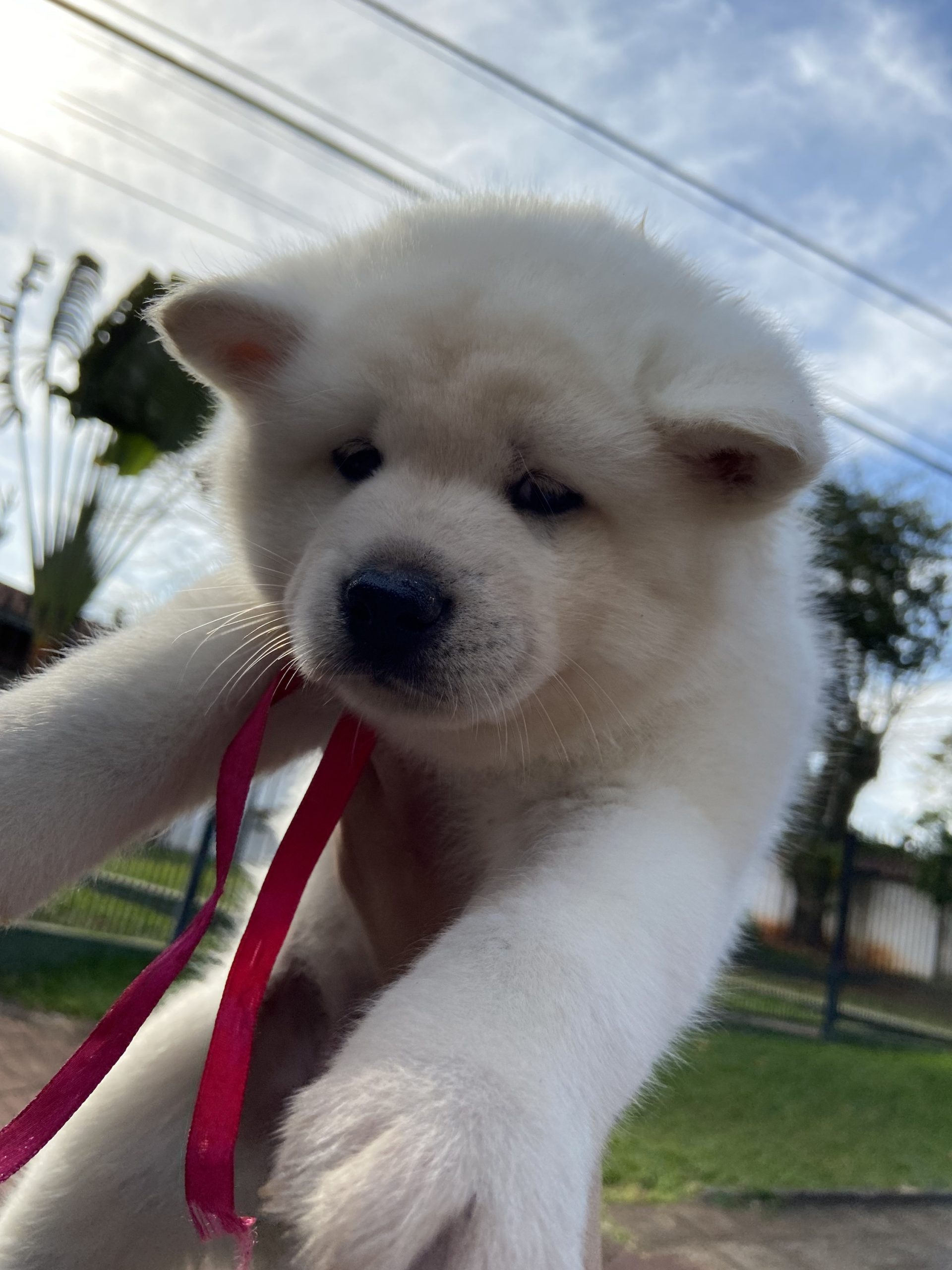 akita inu machos y hembras