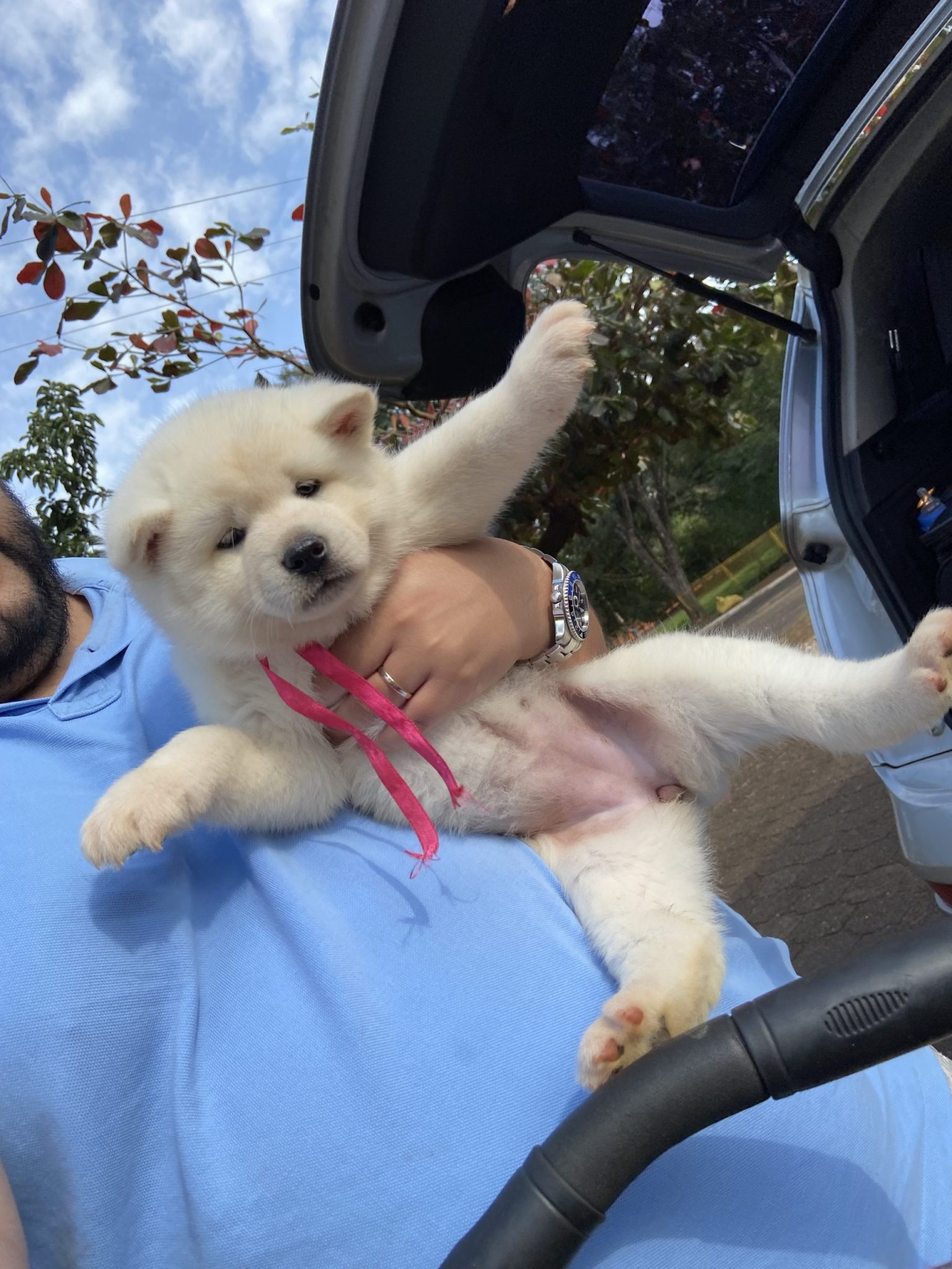 akita inu machos y hembras