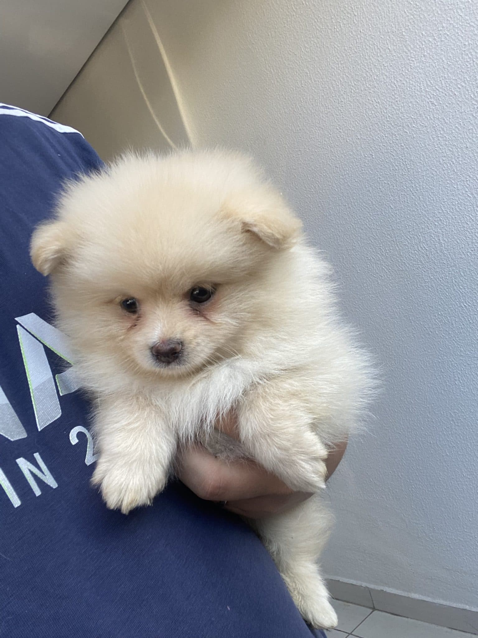 lulú de pomerania macho