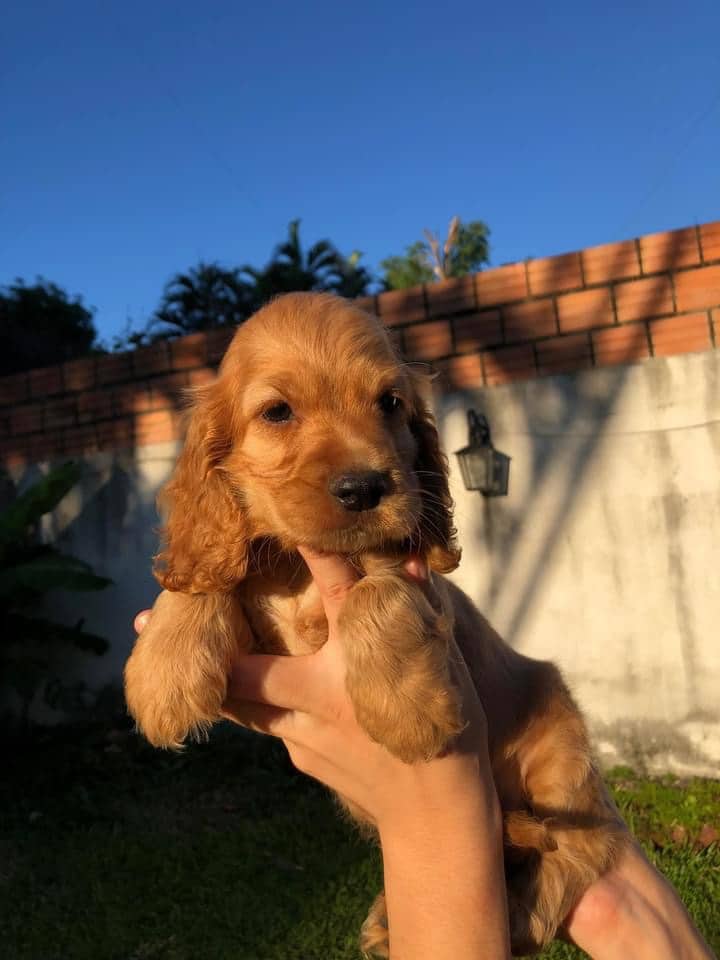cocker macho