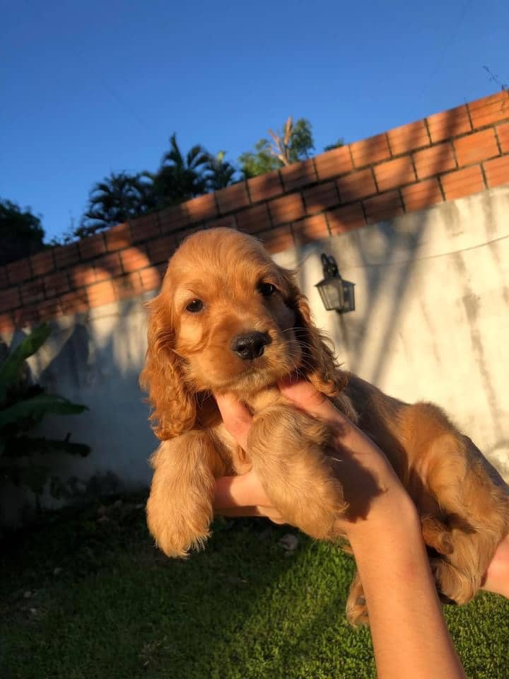 cocker macho