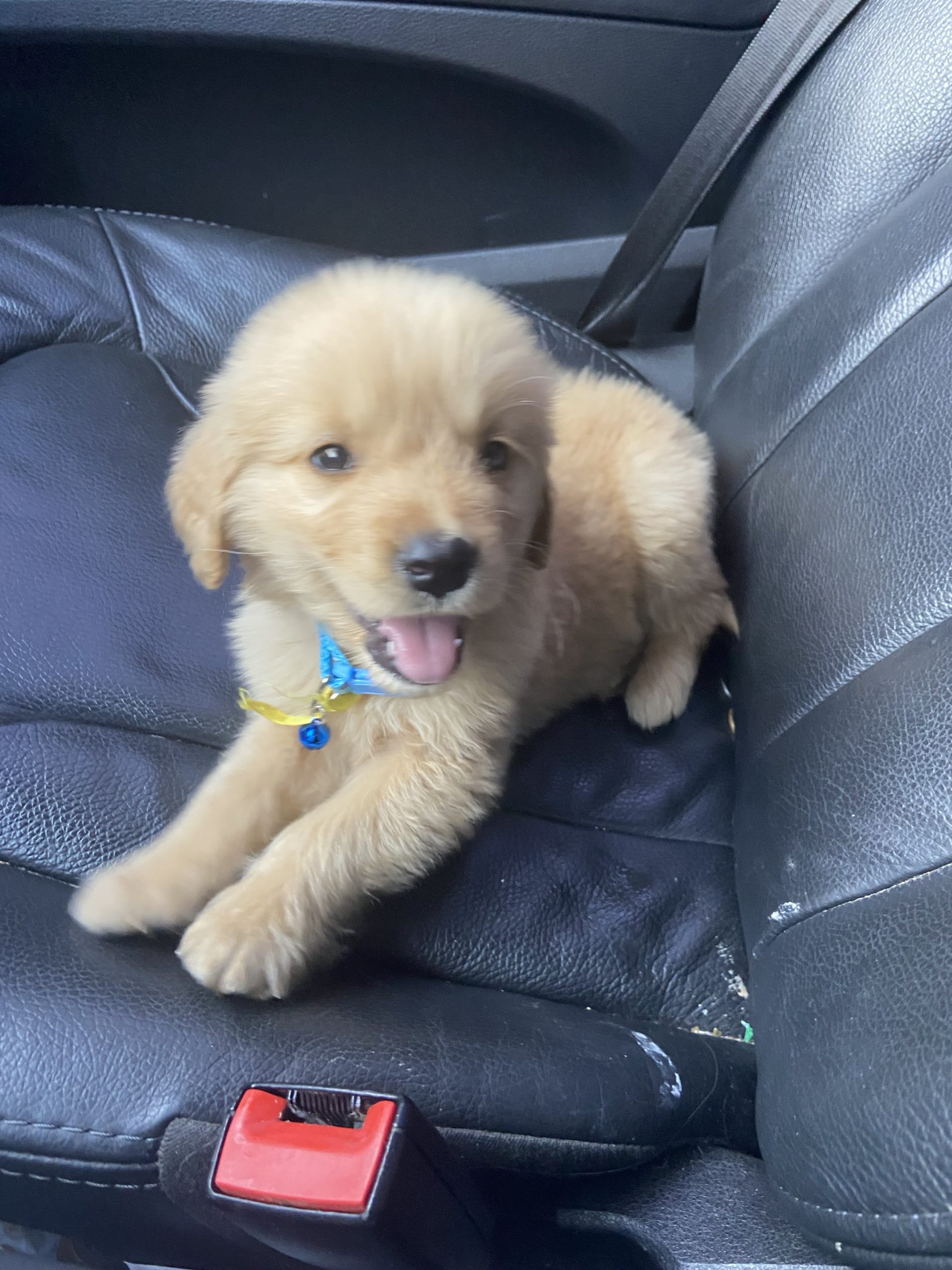 golden retriever macho