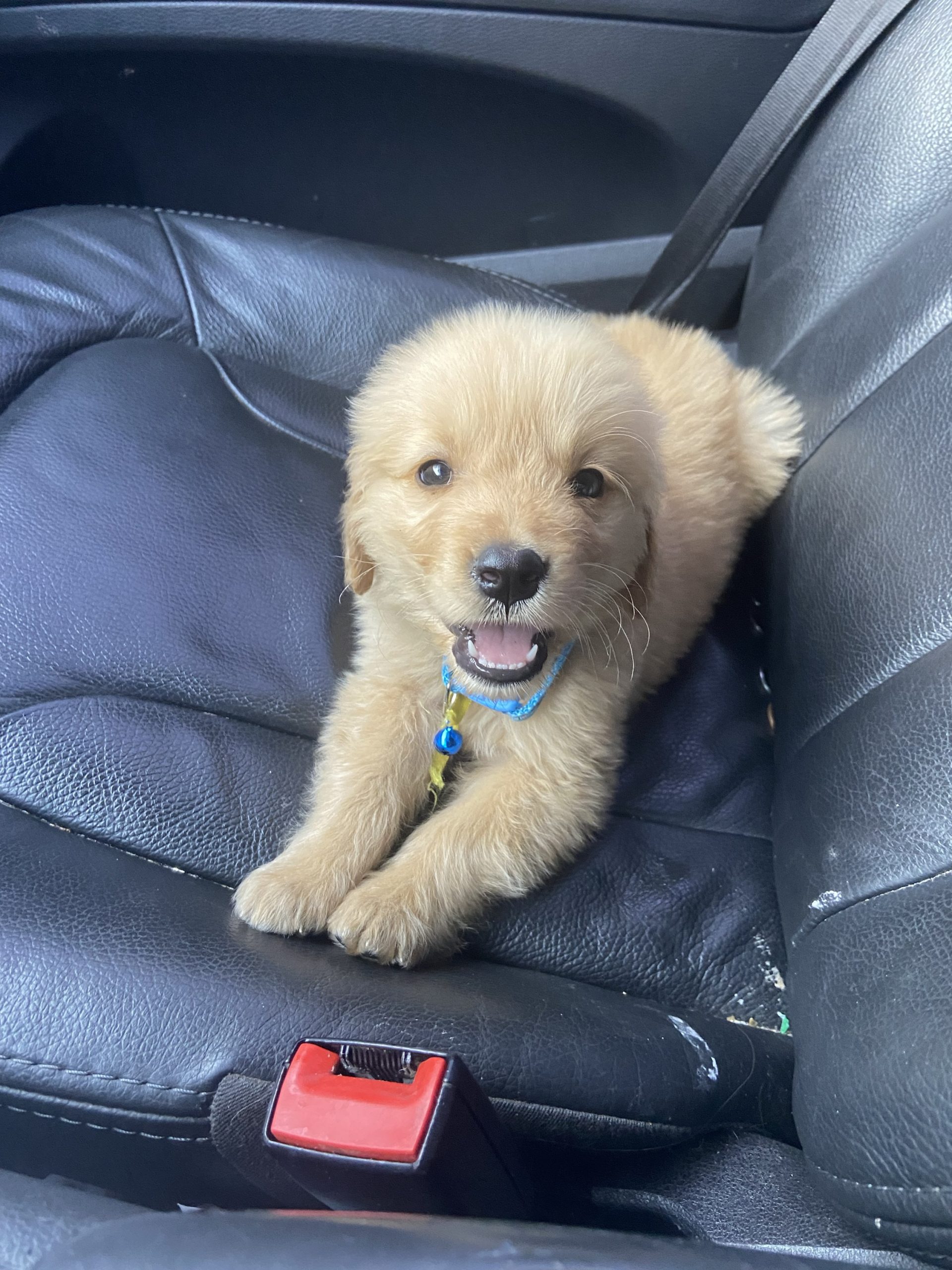 golden retriever macho