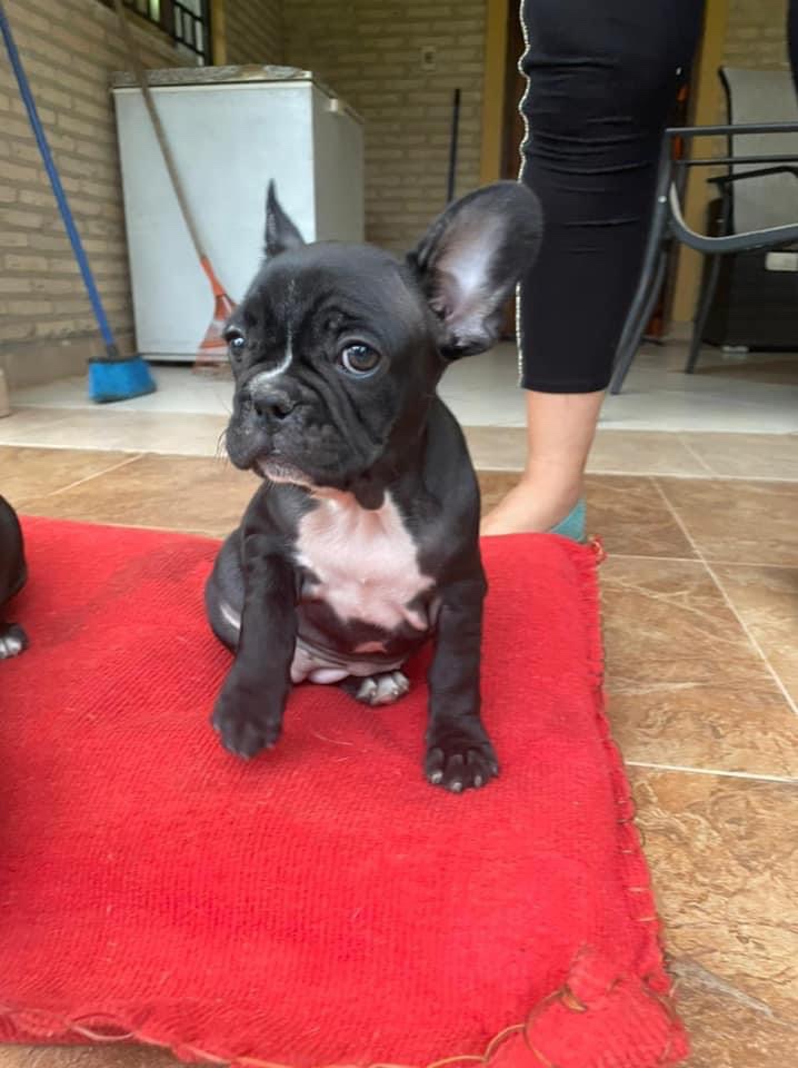 bulldog francés negro macho y hembra
