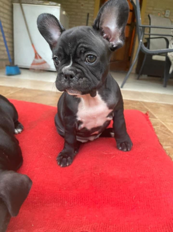 bulldog francés negro macho y hembra