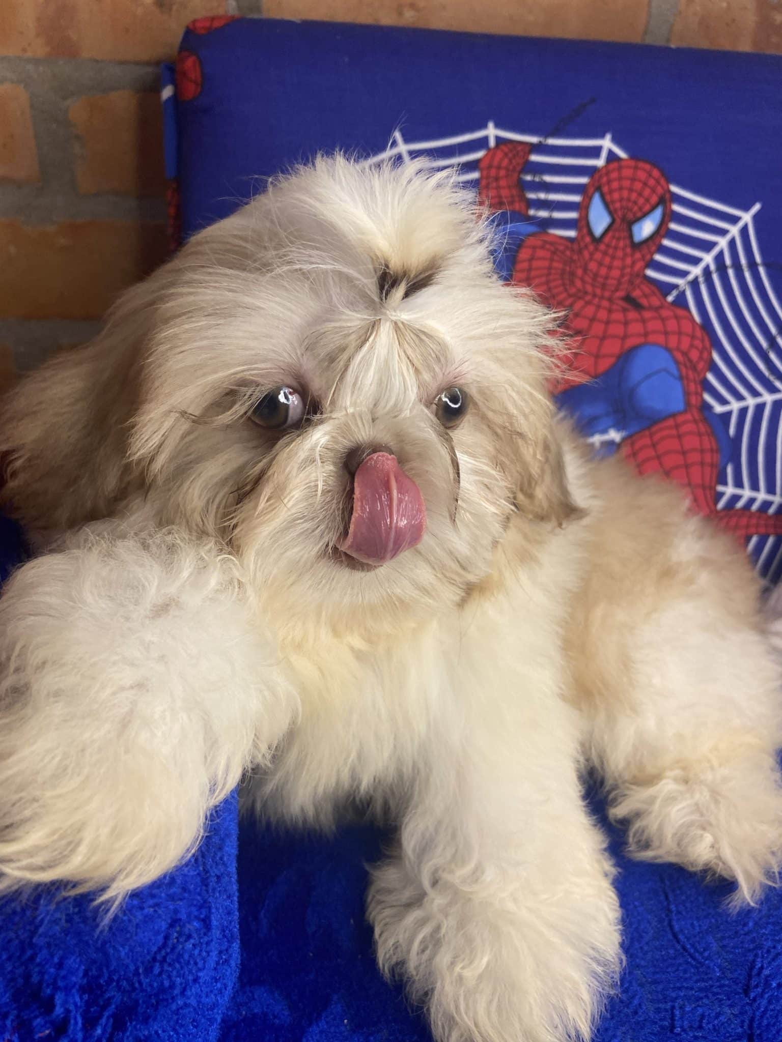shitzu machito en asuncion