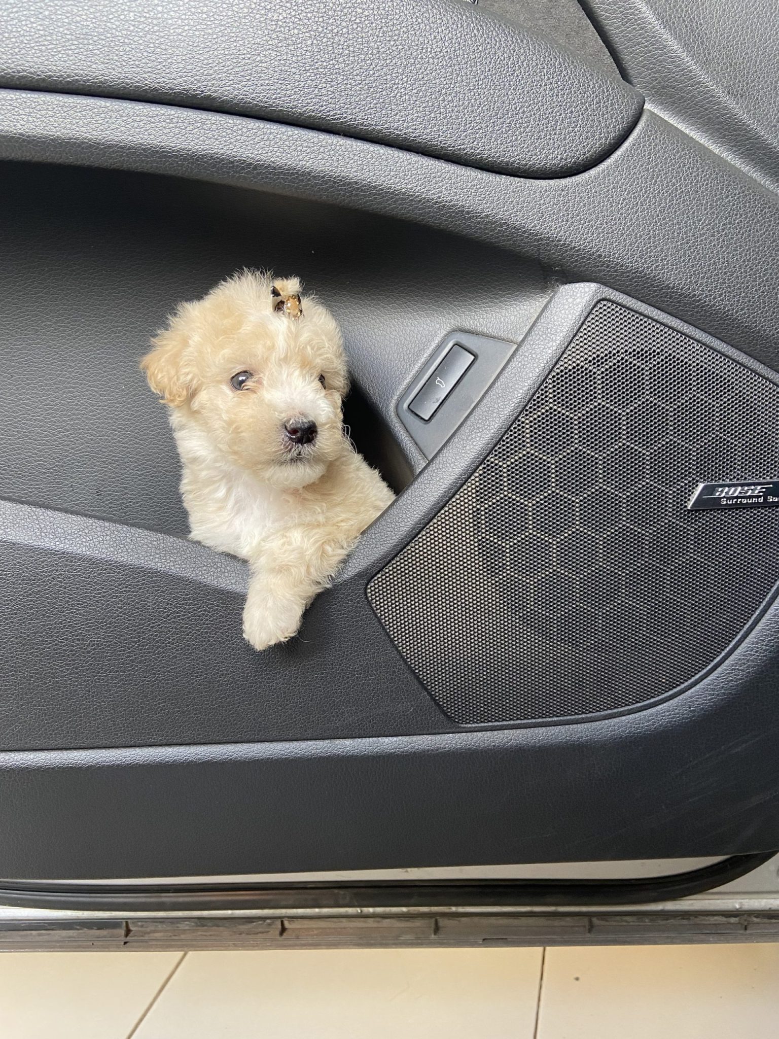 caniche toy hembra
