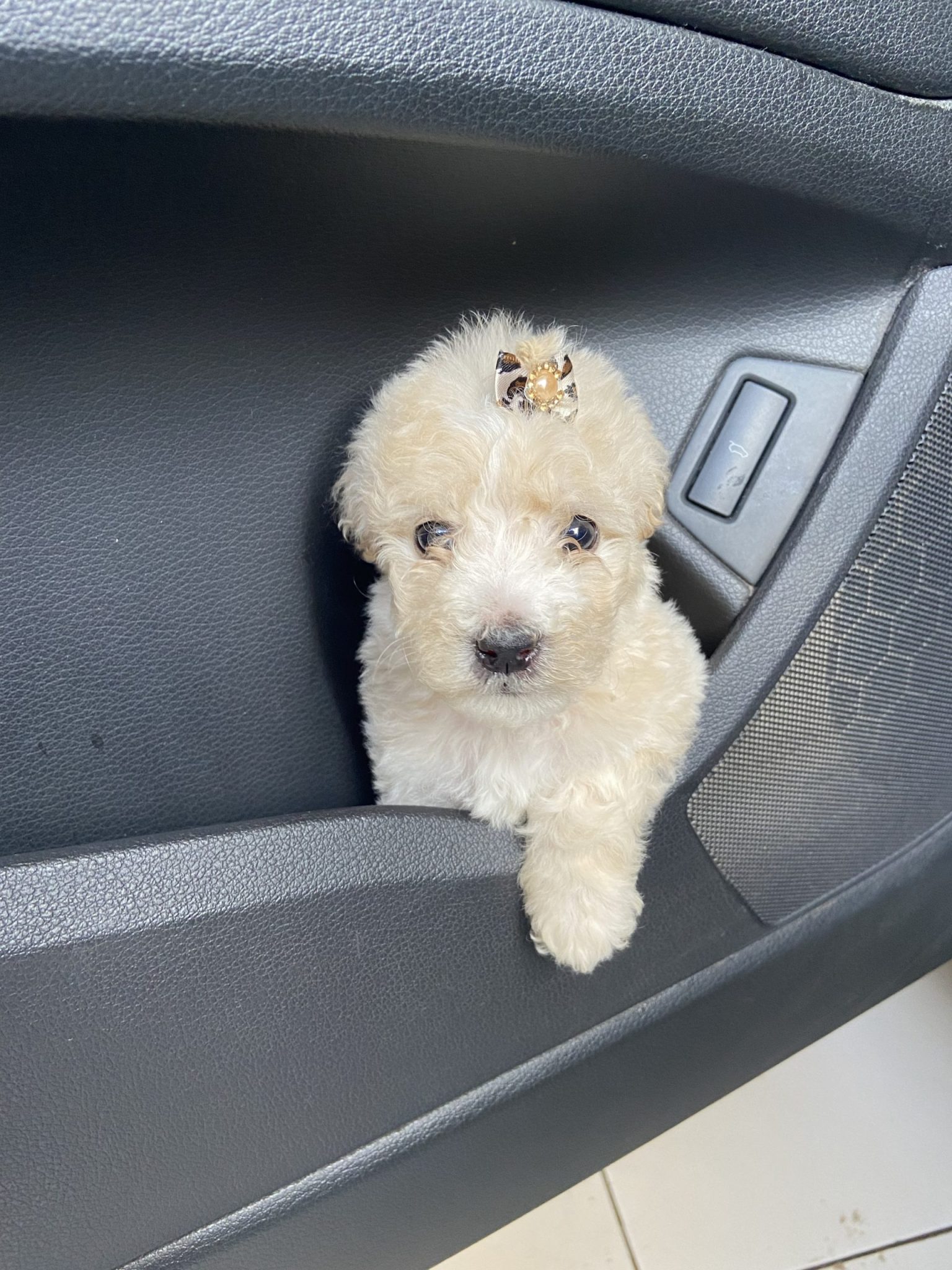 caniche toy hembra