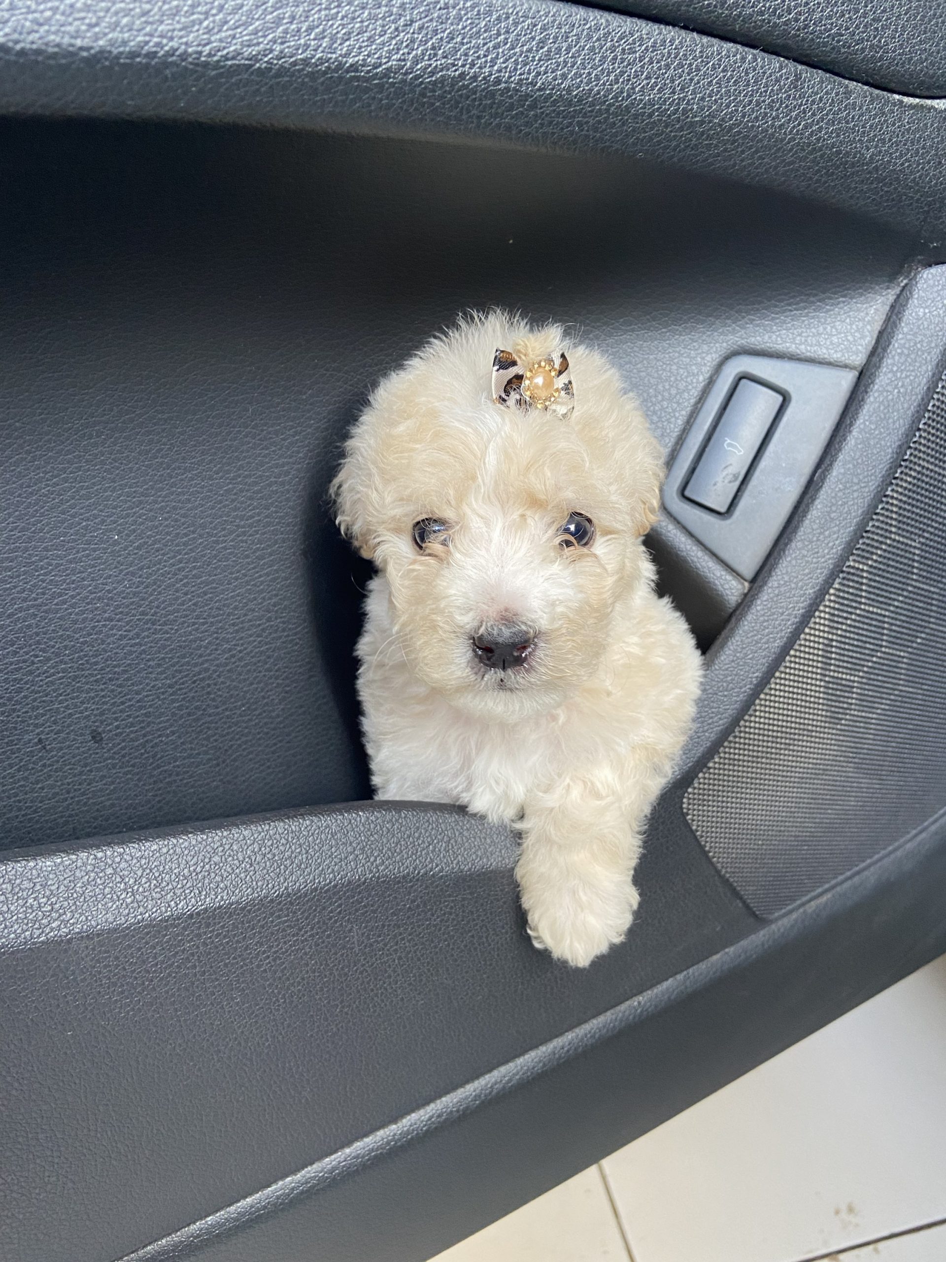 caniche toy hembra