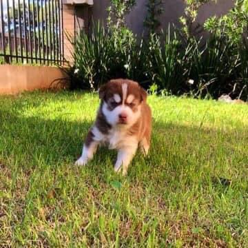 husky siberiano machos y hembras