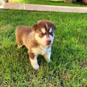 husky siberiano machos y hembras