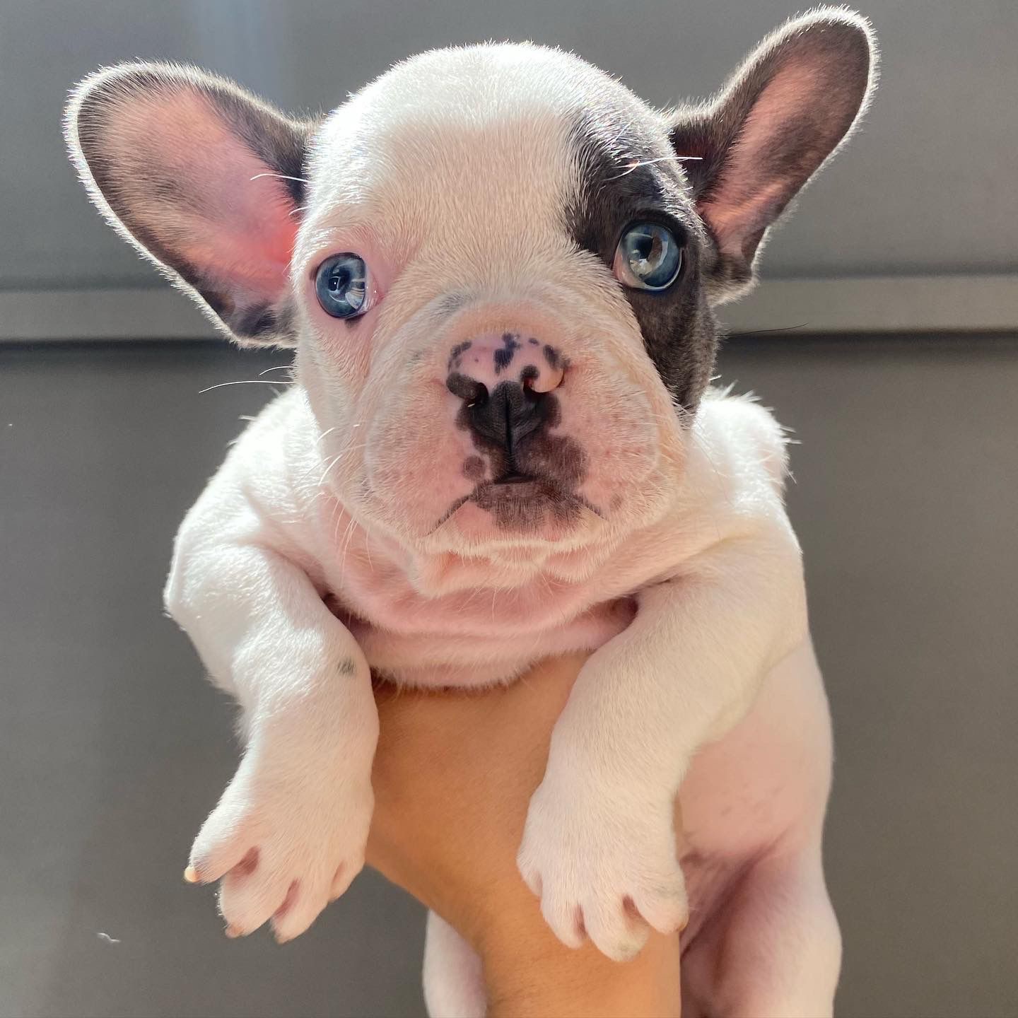 bulldog francés pied blue hembra y macho