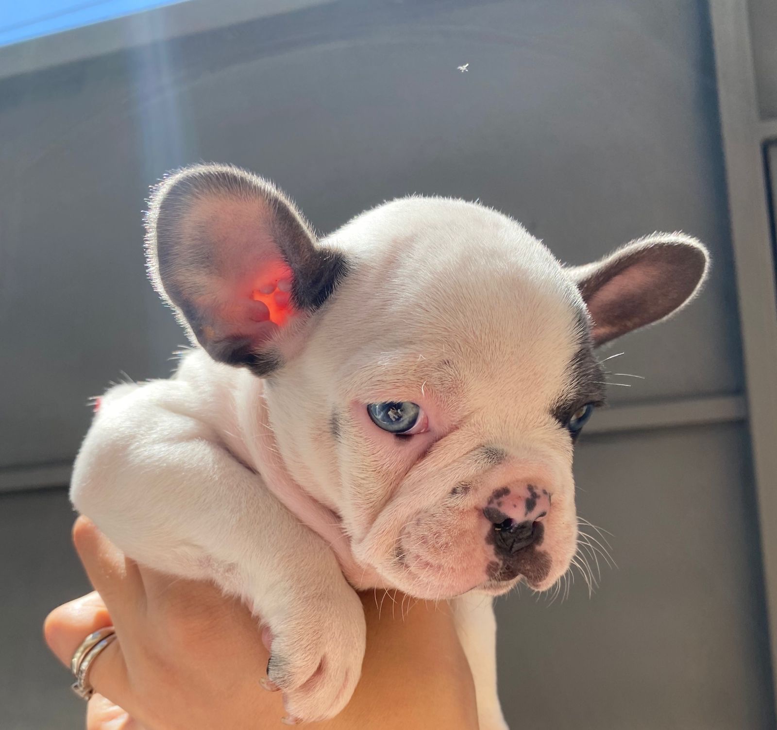 bulldog francés pied blue hembra y macho