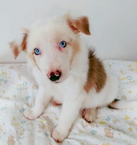 border collie macho chocolate