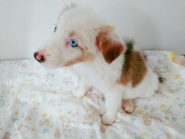 border collie macho chocolate