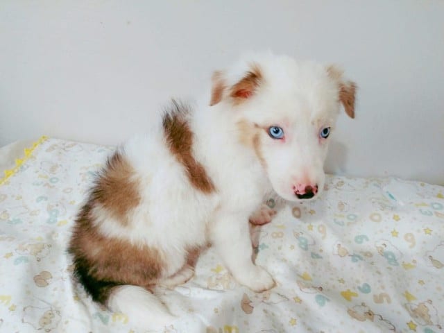 border collie macho chocolate