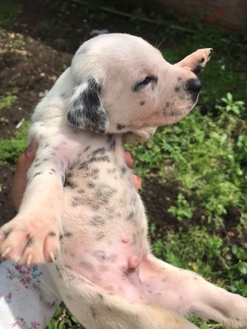 dalmata machos y hembras