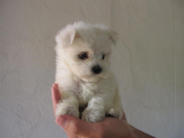 bichon maltes